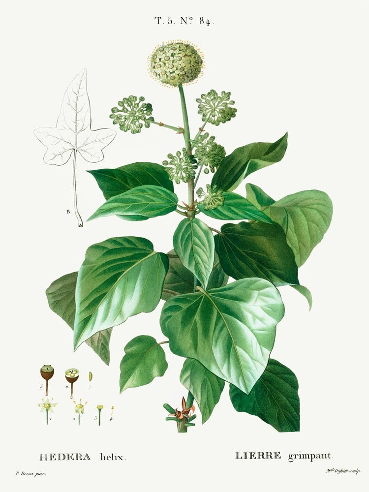 Common Ivy, Pierre Joseph Redoute