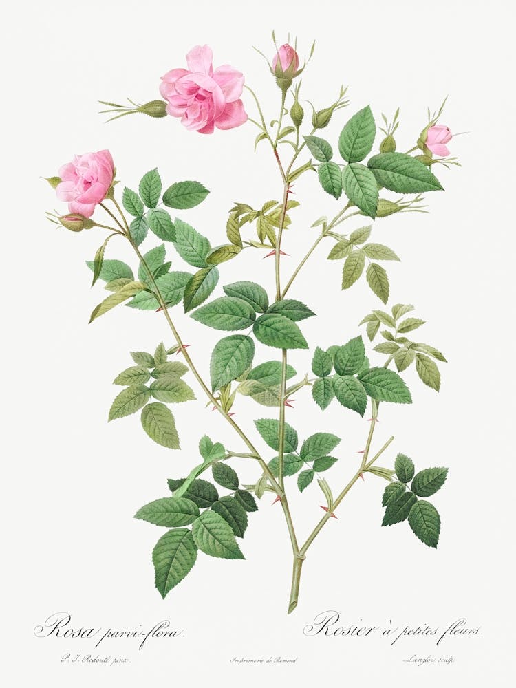 Wilde Rose, Pierre Joseph Redoute