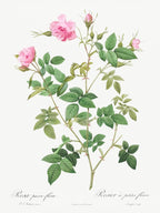 Wild Rose, Pierre Joseph Redoute