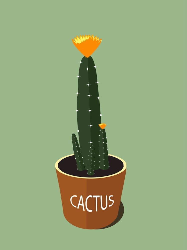Cactus Flowerpot Nature Flower Thorns Succulent