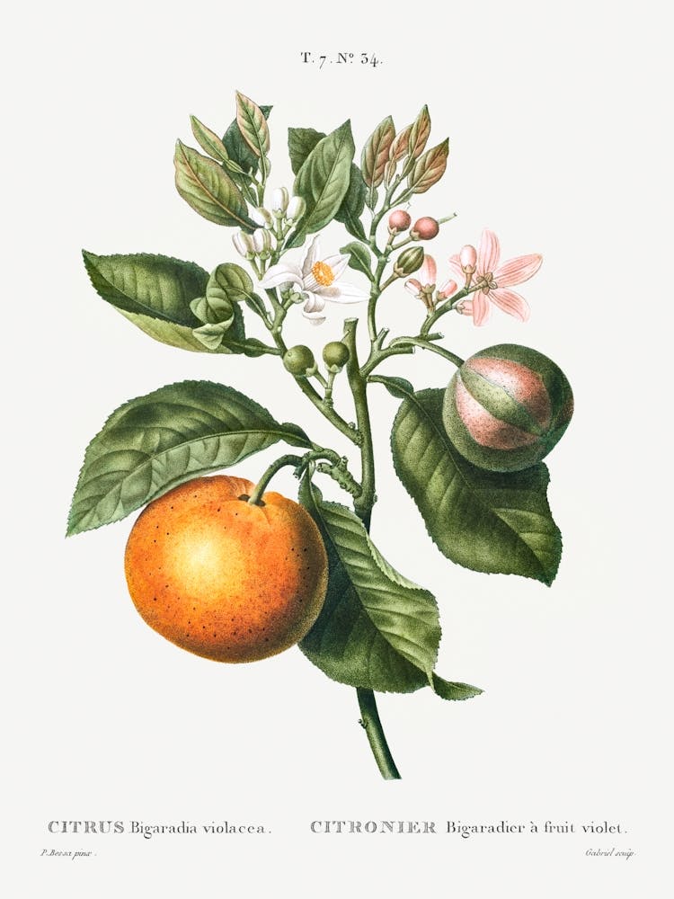 Bitter Orange, Pierre Joseph Redoute