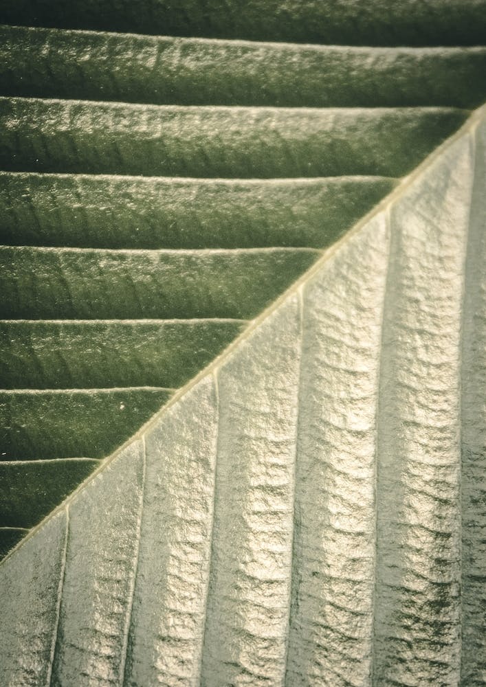 Palm Leaf Ii
