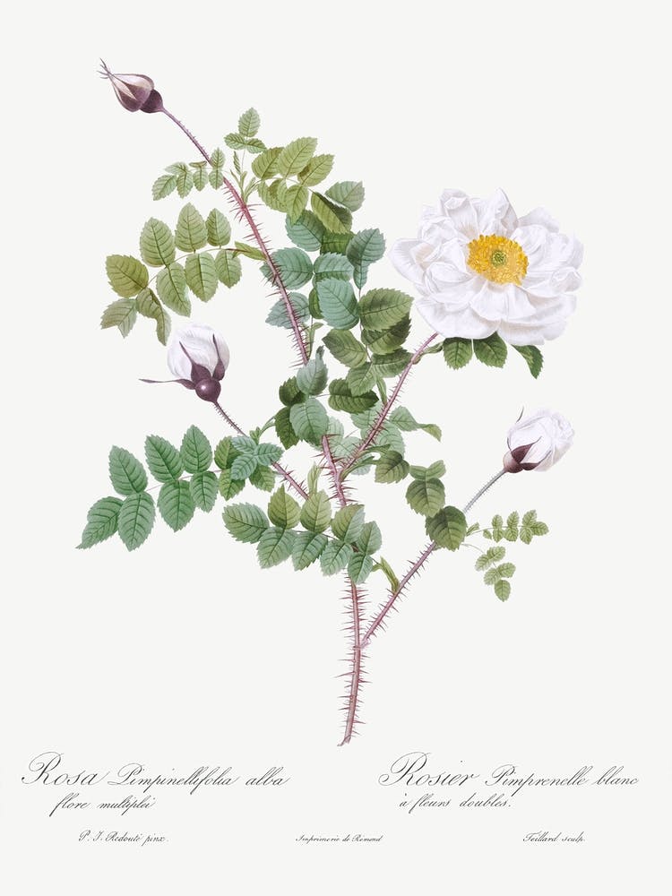 Double White Burnet Rose, Pierre Joseph Redoute