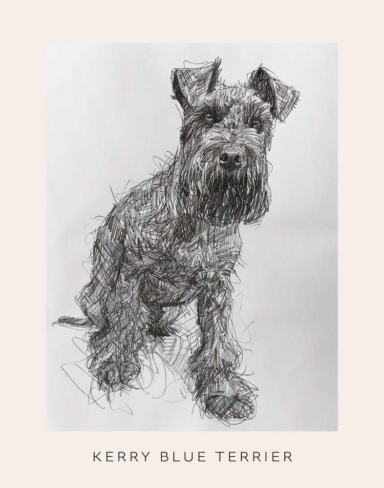 Kerry Blue Terrier Line Sketch 2 Poster