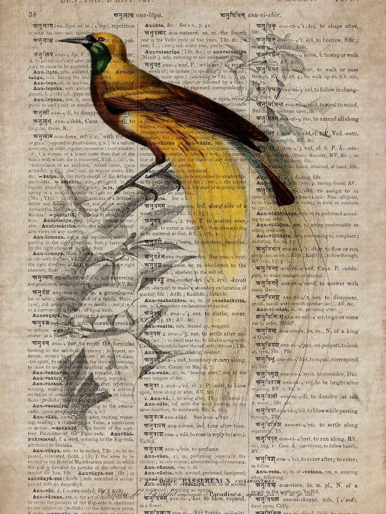 Paradisaea Apoda Dictionnaire Universel Dhistoire Naturelle