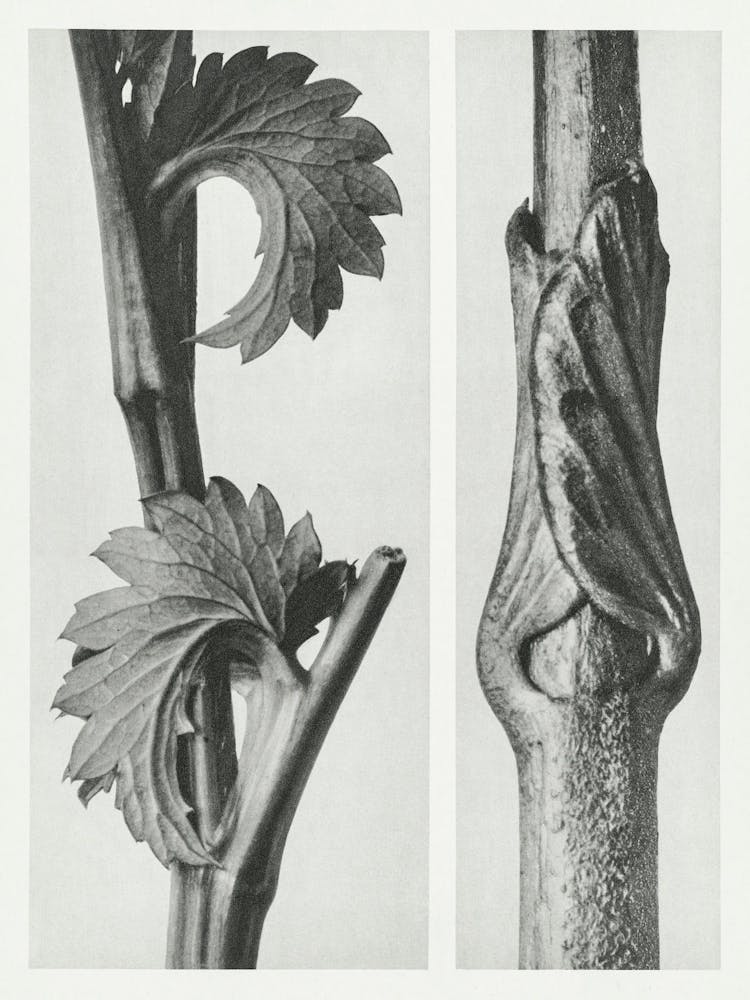 Canadian Burnet, Karl Blossfeldt