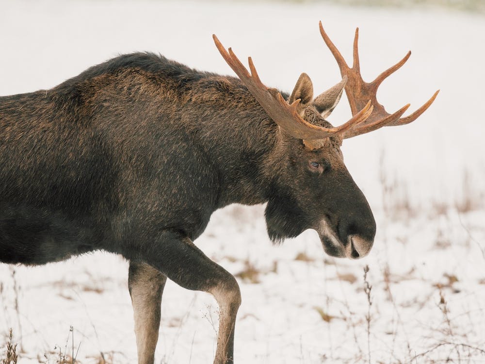 Migrating Moose