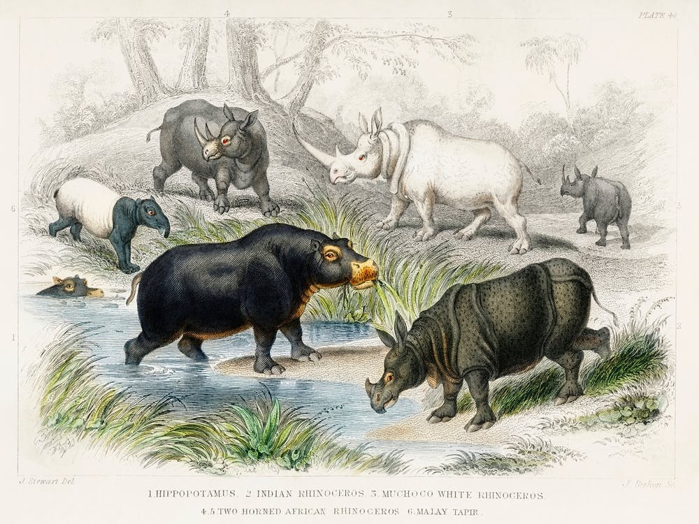 Flusspferd, Indisches Nashorn, Muchoco, Breitmaulnashorn, Zweihörniges Afrikanisches Nashorn und Malaiischer Tapir, Oliver Goldsmith