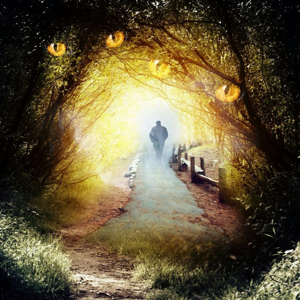 Path Through The Woods