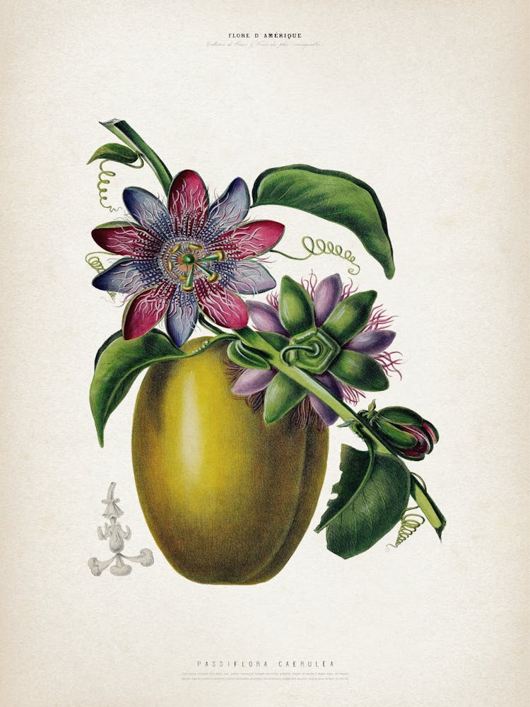 Vintage Denisse 7 Passiflora Caerulea