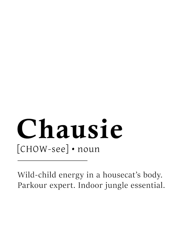 Chausie Definitionsplakat - Wörterbuch