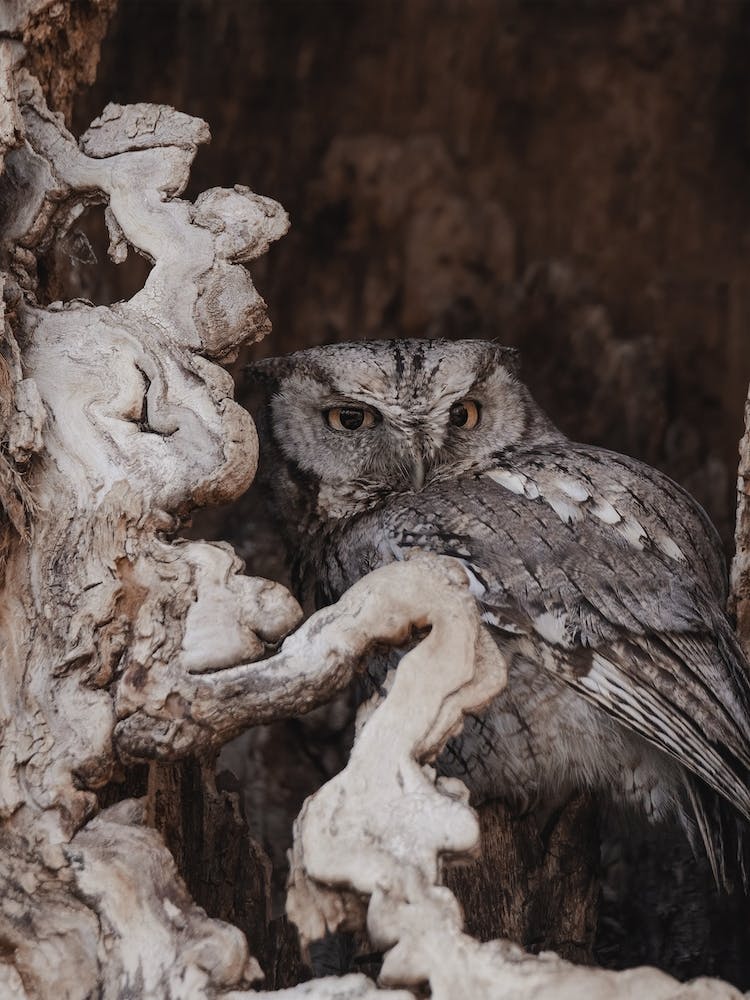 Owl Hiding In Tree