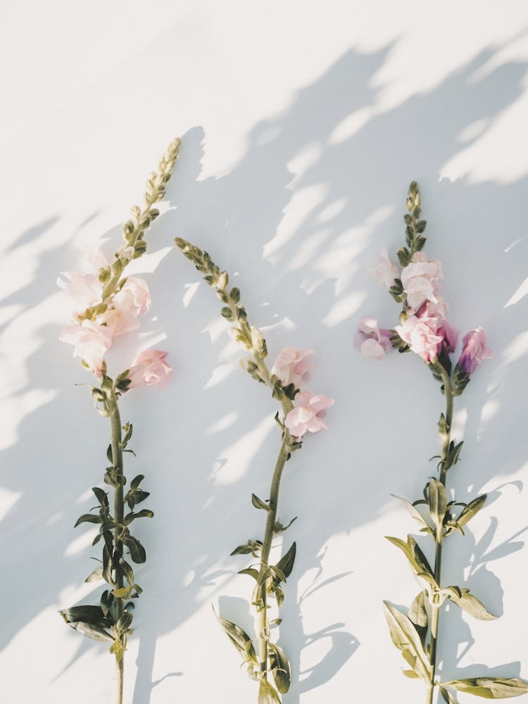 Pastel Pink Flowers