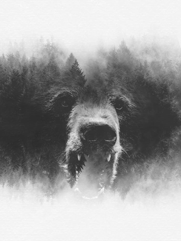 Ours Forêt Abstraite Noir et Blanc