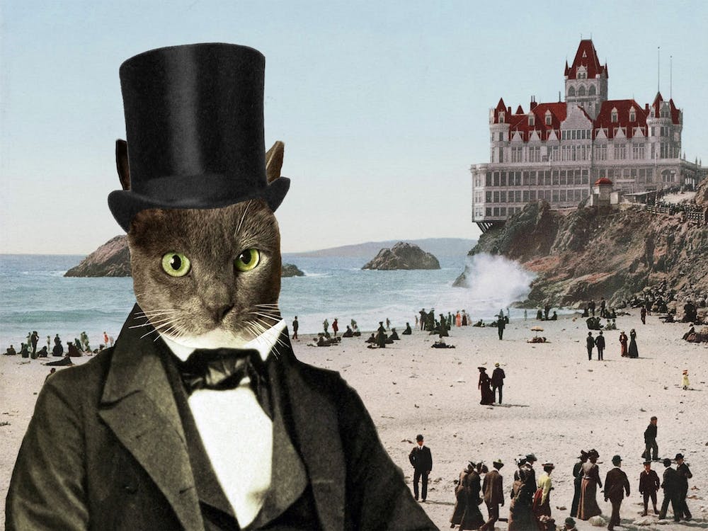 Mr Whiskers at Cliffhouse