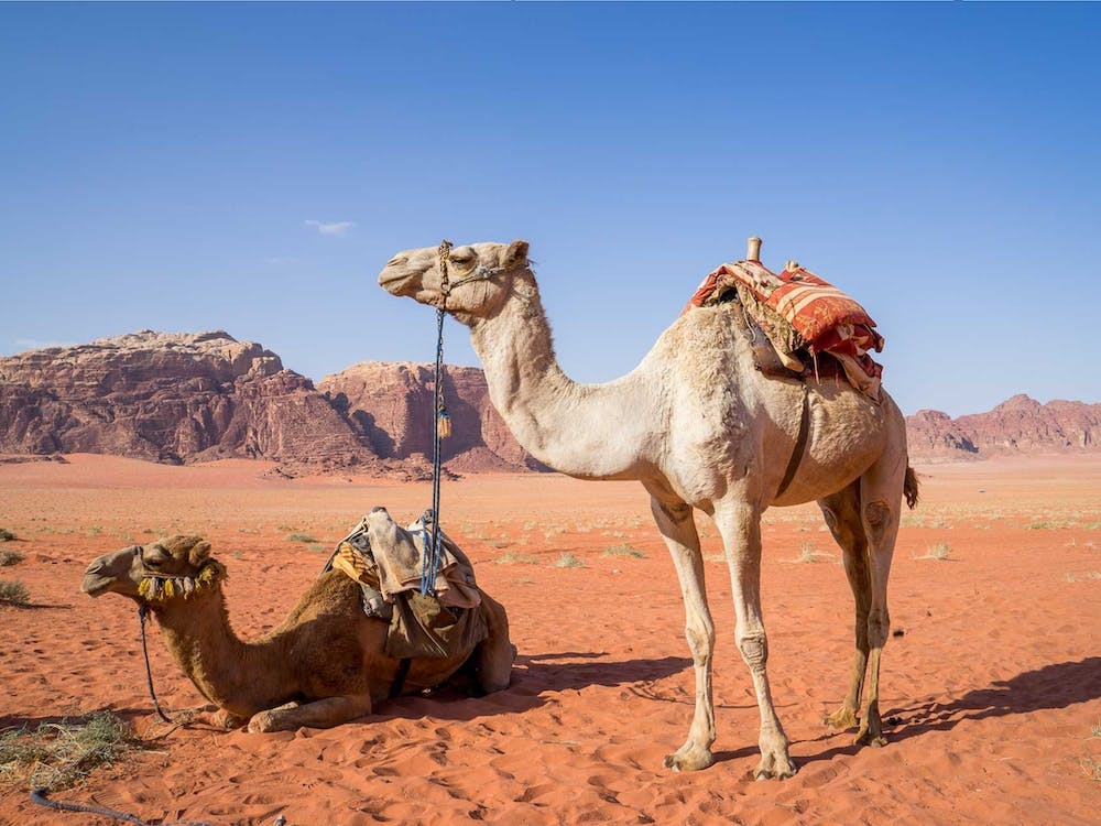 Camels In The Desert Jordan