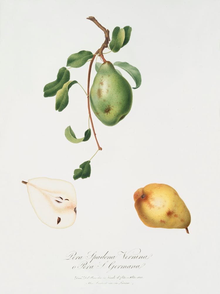 Pear (Pyrus Spadonnia) From Pomona Italiana (1817 1839), Giorgio Gallesio