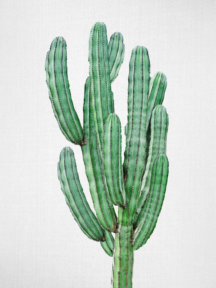 Cactus 3