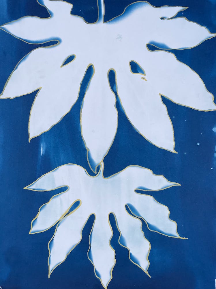Blue Cyanotype  Aralia Leaf Print