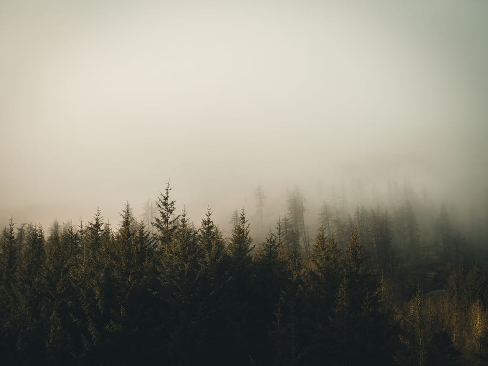 Foggy Forest 1