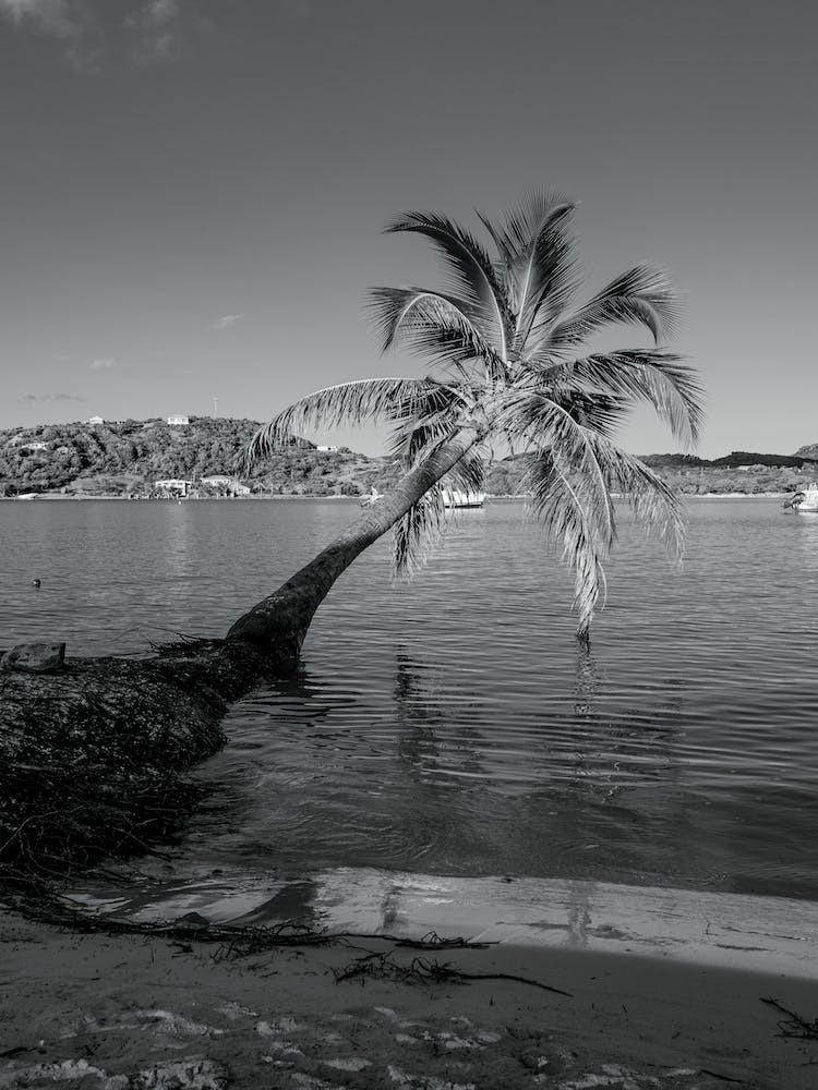 Tilted Palm