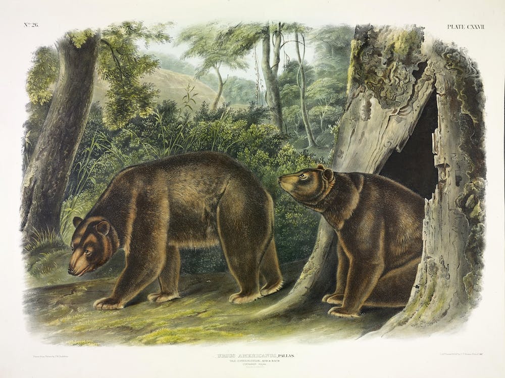 Cinnamon Bear, John James Audubon
