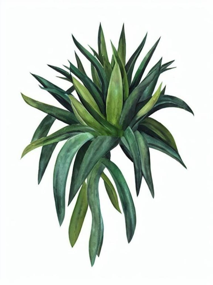 Haworthia (Haworthia Species) Watercolor