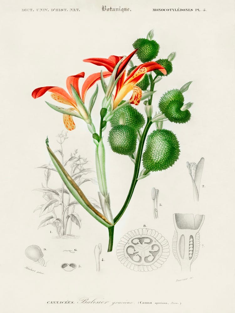 Anna Speciosa, Charles Dessalines D'Orbigny