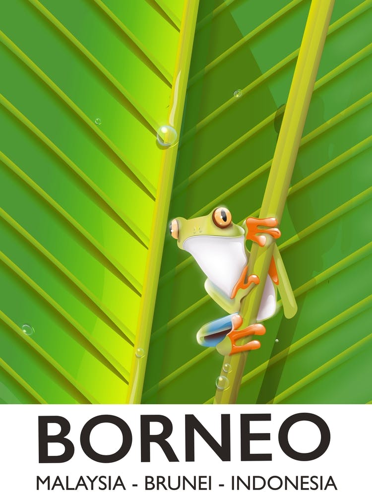 Borneo Malaysia Brunei Rainette Affiche de Voyage