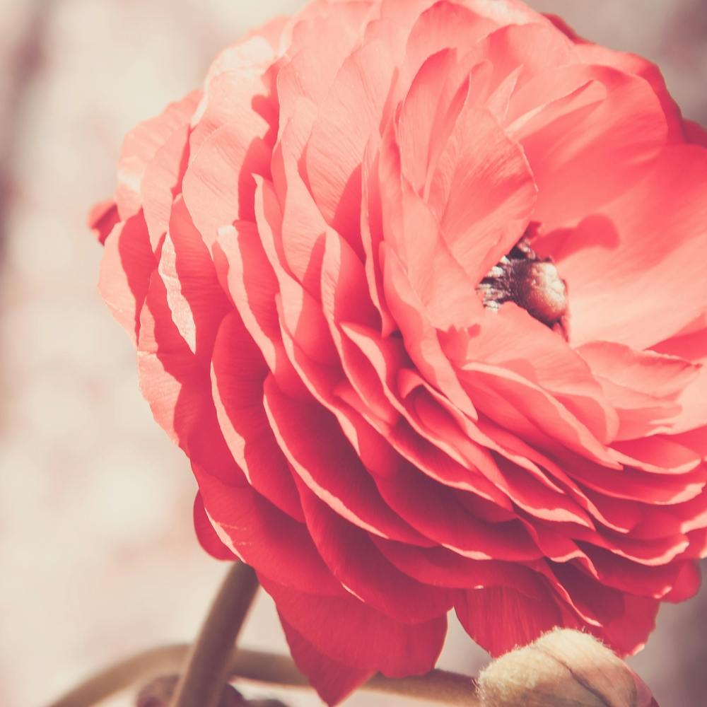 Delicate Petals