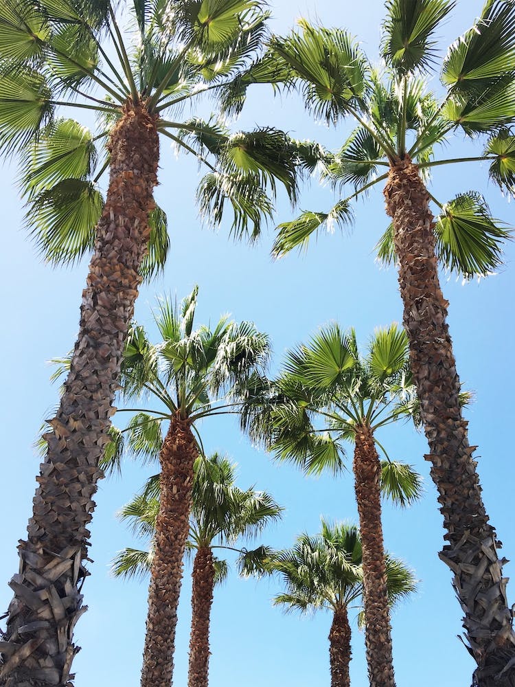 Venice Beach