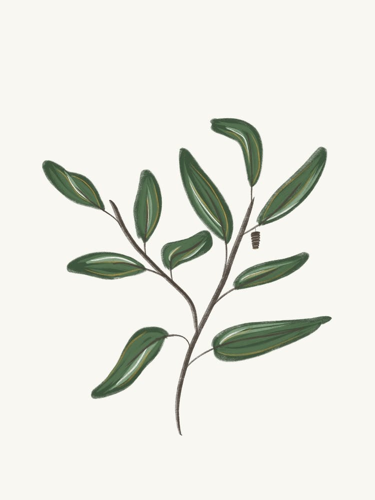 Cocoon Leaves