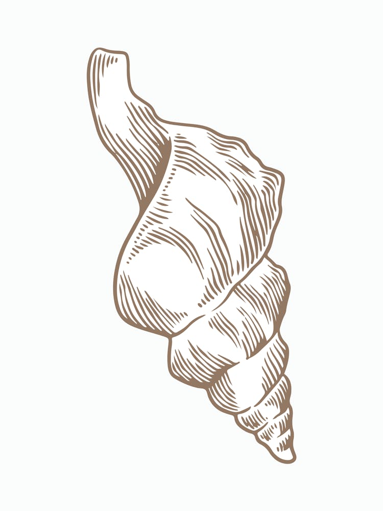Muschel 1