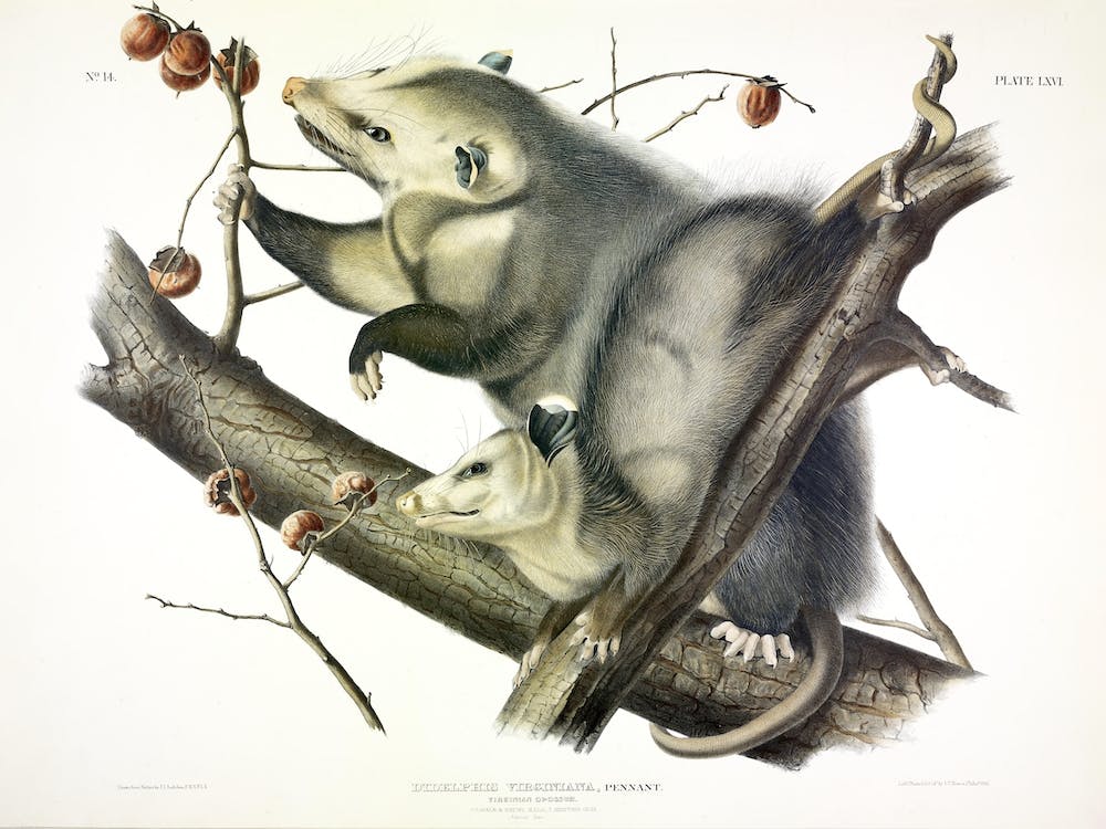 Virginian Opossum, John James Audubon