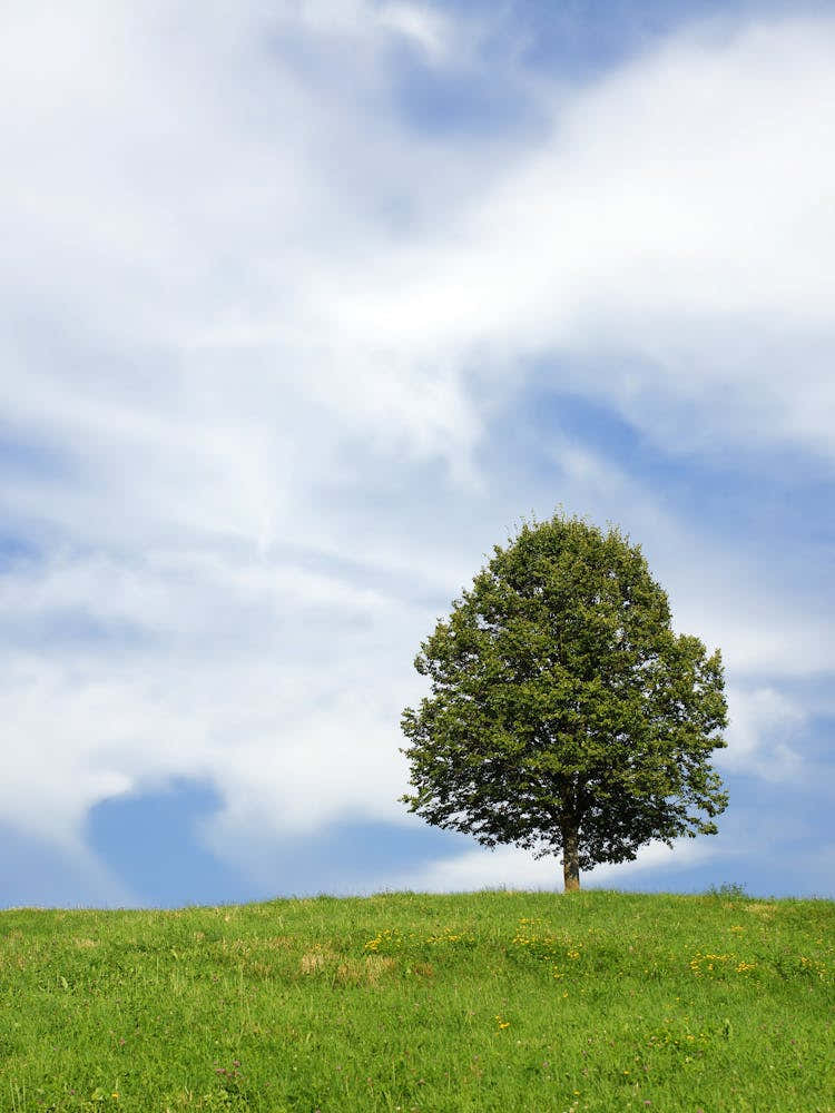 Lone Tree On A Hill 1