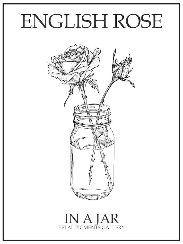 Rose Anglaise Dans Un Bocal - Dessin Au Trait 2 - Affiche