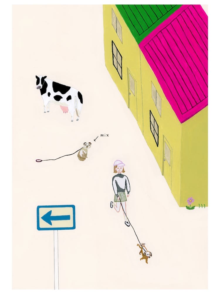 Pet Fun