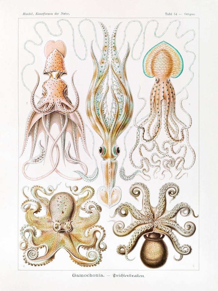 Vintage Octopus