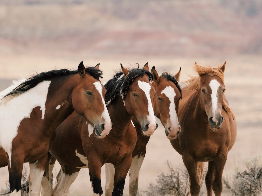 Horse Herd