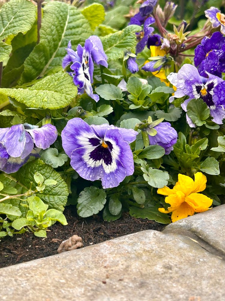 Pansies In The Garden