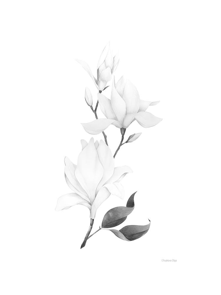 Magnolia