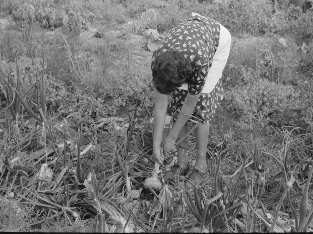 Spanish American Fsa (Farm Security Administration) Client Pulling Onion From Her Garden, Taos County, New Mexico