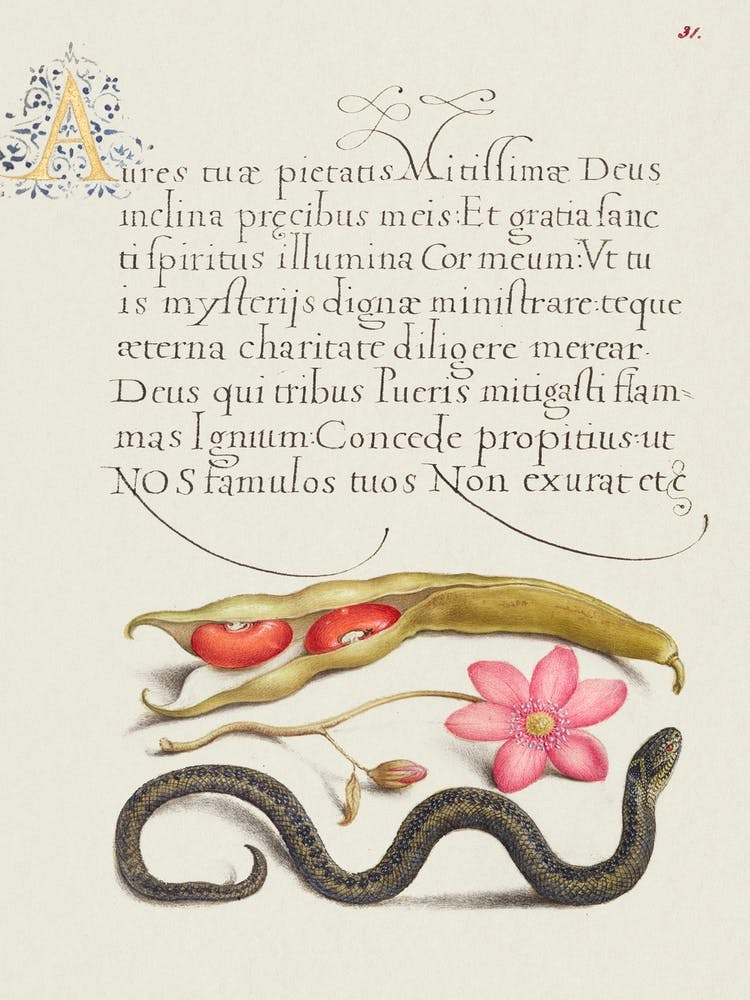 Kidney Bean, Poppy Anemone, And Adder From Mira Calligraphiae Monumenta, Joris Hoefnagel