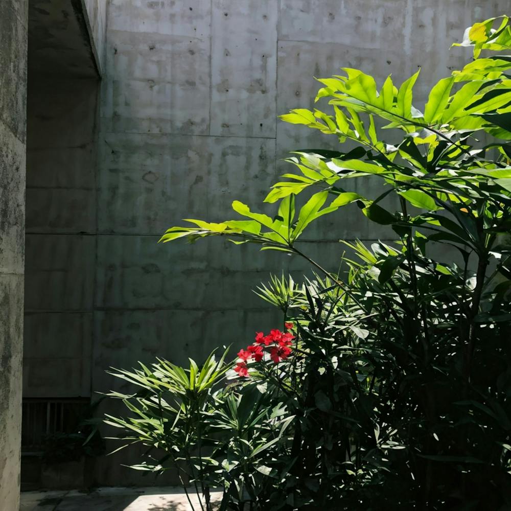 Natur Blattstiel Kunst Sonnenschein Schwarz Hoch oben Überlagerung Beton Schattig Blumen Licht Natürlich (11)