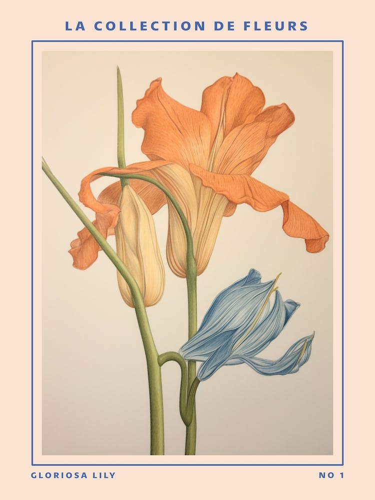 Gloriosa Lily French Flower Botanical Poster