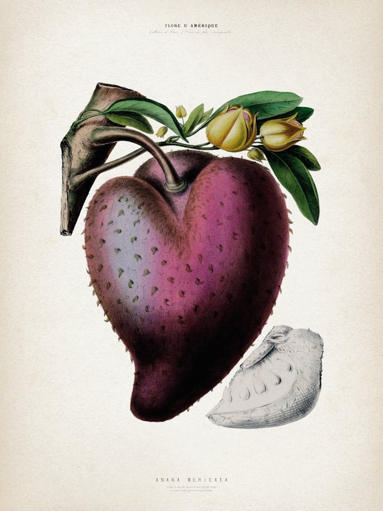 Vintage Denisse 7 Anana Muricata