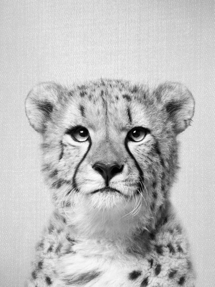 Cheetah - Black & White