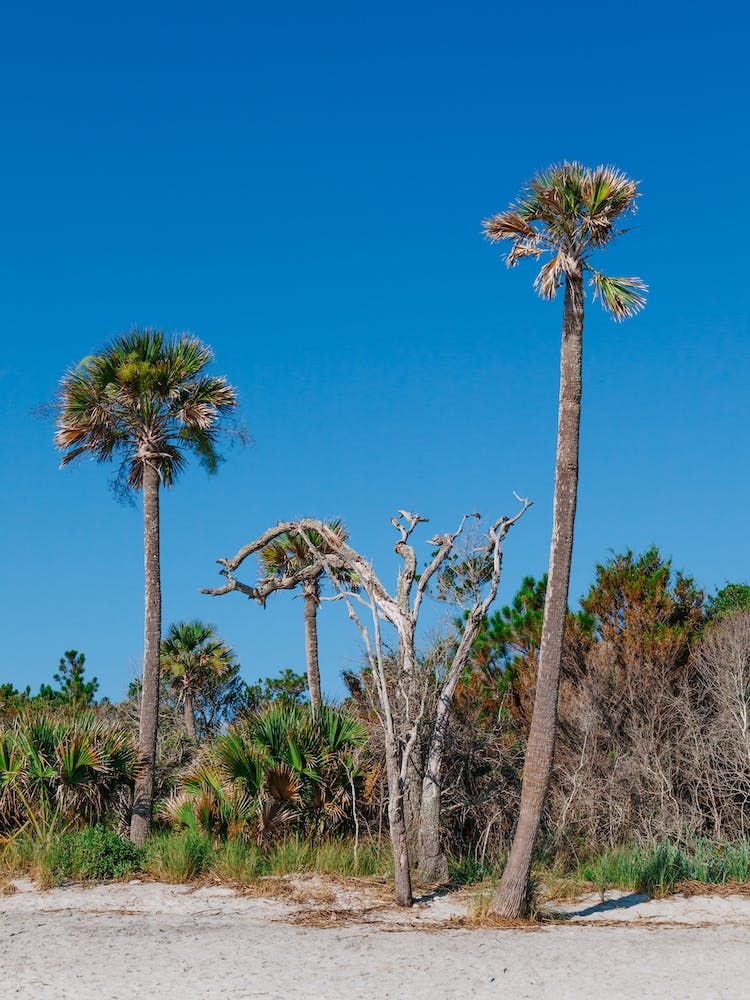 Sullivans Island XII