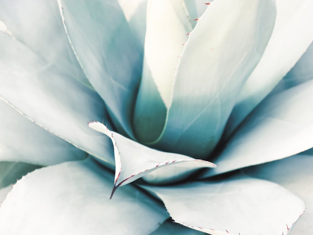 Blue Agave
