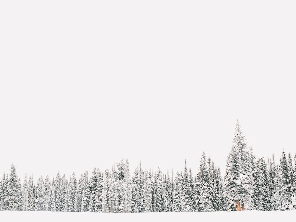 Snowy Winter Pine Forest